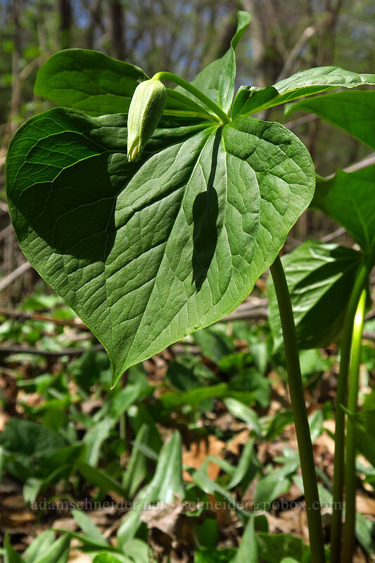 trillium (Trillium sp.) [Eloise Butler Wildflower Garden, Minneapolis, Hennepin County, Minnesota]