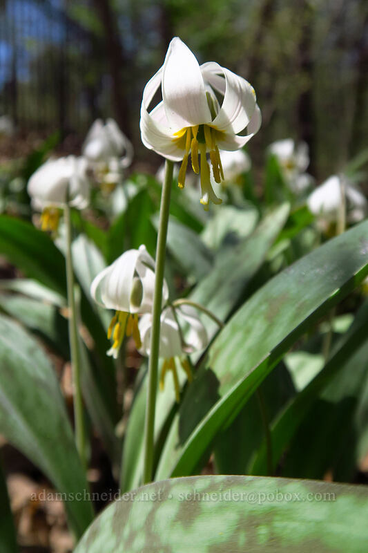 white trout lily (fawn lily) (Erythronium albidum) [Eloise Butler Wildflower Garden, Minneapolis, Hennepin County, Minnesota]