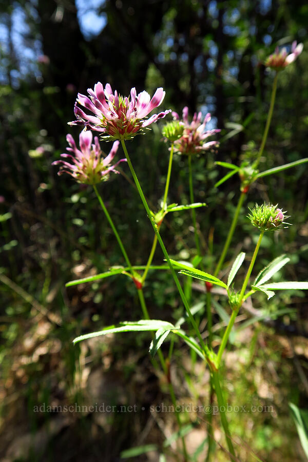 tomcat clover (Trifolium willdenovii) [Cosumnes River Gorge, El Dorado County, California]