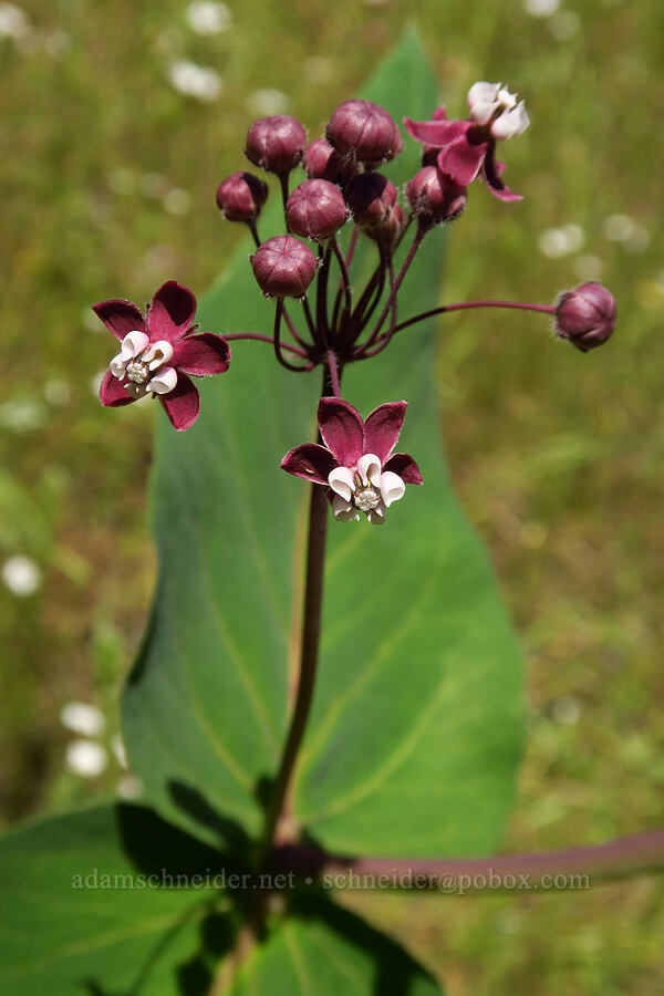 purple milkweed (Asclepias cordifolia) [Cosumnes River Gorge, El Dorado County, California]