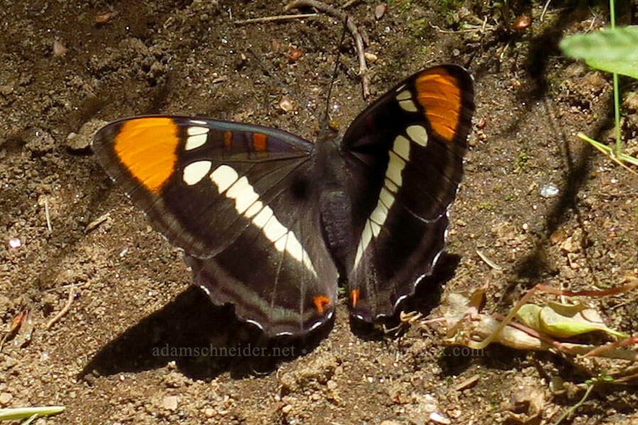 California sister butterfly (Adelpha californica (Adelpha bredowii californica)) [Cosumnes River Gorge, El Dorado County, California]