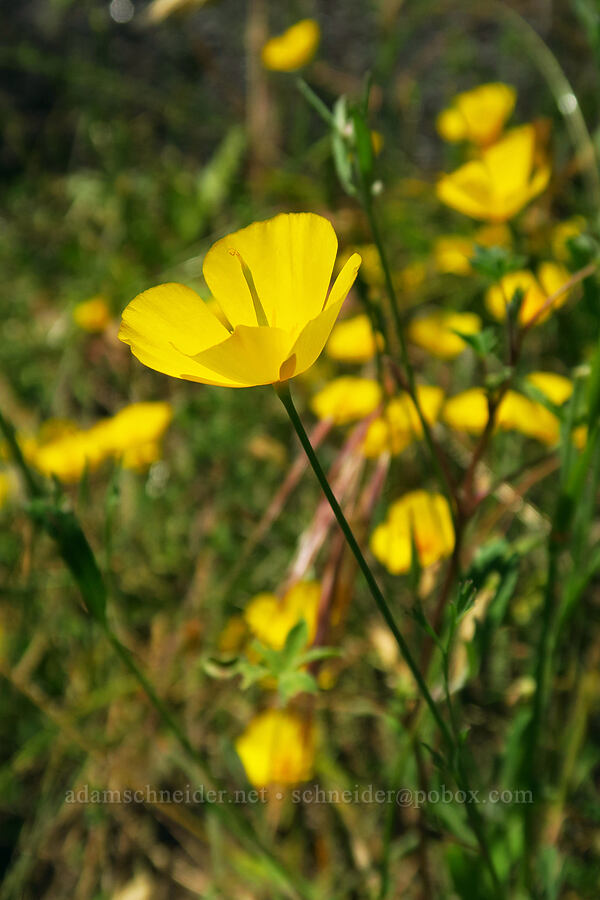 foothill poppies (Eschscholzia caespitosa) [Cosumnes River Gorge, El Dorado County, California]