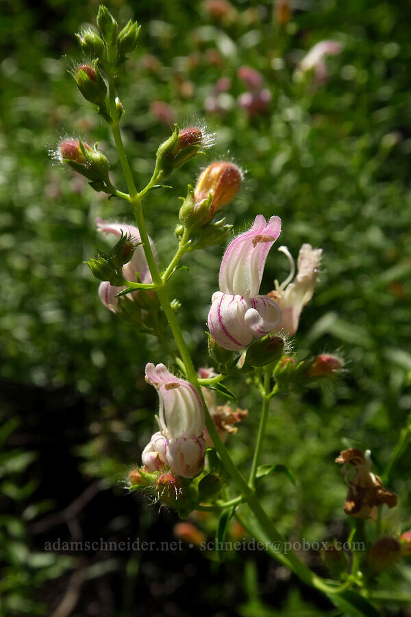 bush beard-tongue (Keckiella breviflora (Penstemon breviflorus)) [Cosumnes River Gorge, El Dorado County, California]