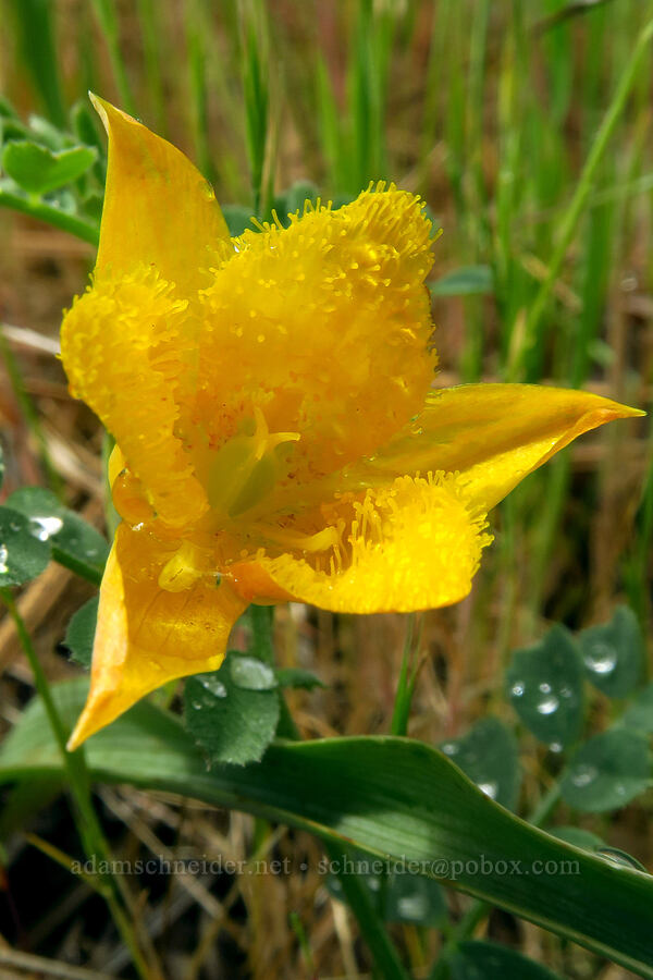 yellow star-tulip (Calochortus monophyllus) [Fleming Meadow, Eldorado National Forest, El Dorado County, California]