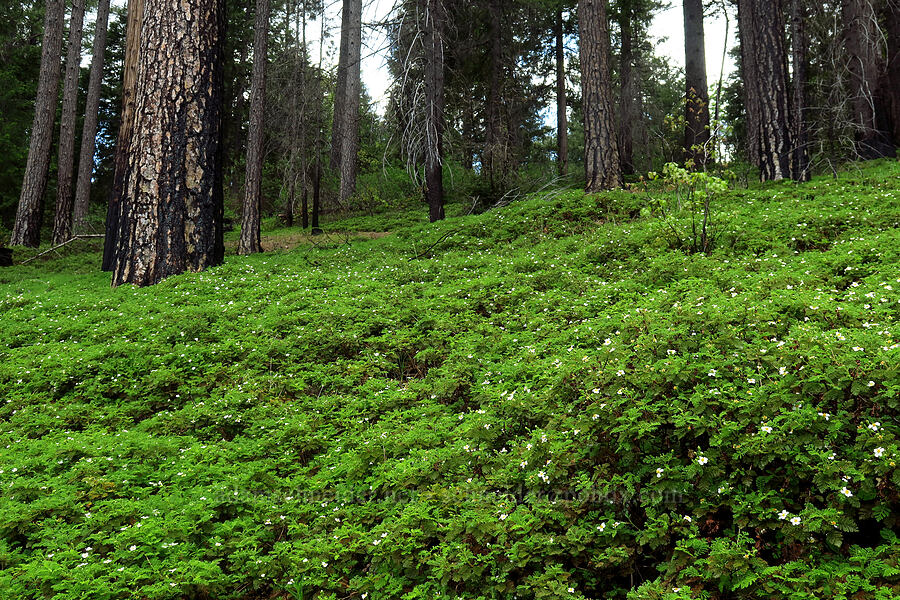 mountain misery (Chamaebatia foliolosa) [Fleming Meadow, Eldorado National Forest, El Dorado County, California]