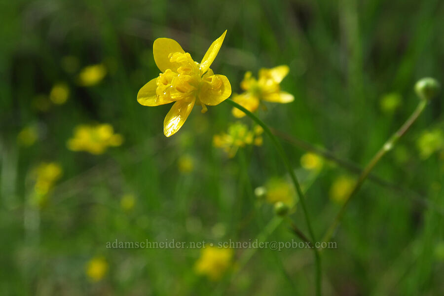 buttercups (Ranunculus sp.) [Fleming Meadow, Eldorado National Forest, El Dorado County, California]