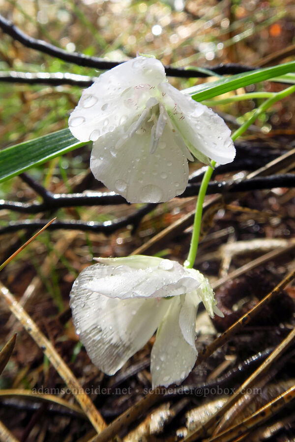 Sierra mariposa lily (Calochortus minimus) [Fleming Meadow, Eldorado National Forest, El Dorado County, California]