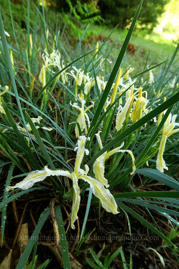 Hartweg's iris (Iris hartwegii) [Fleming Meadow, Eldorado National Forest, El Dorado County, California]