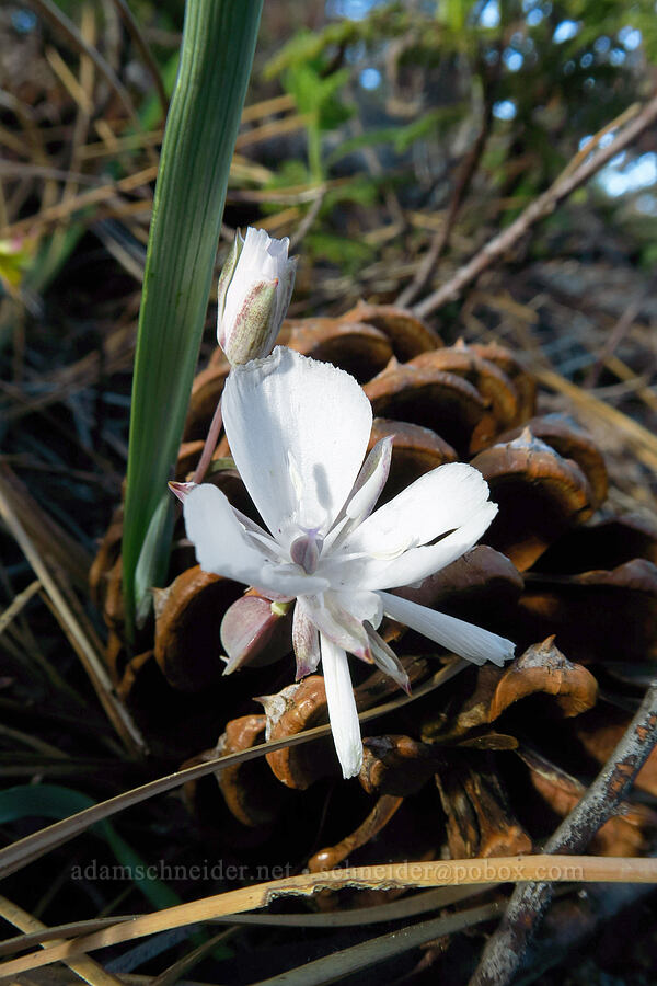 Sierra mariposa lily (Calochortus minimus) [Telephone Ridge, Eldorado National Forest, El Dorado County, California]