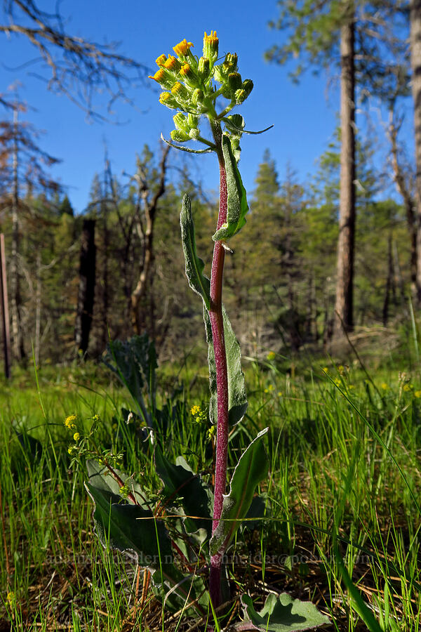 California groundsel (rayless ragwort) (Senecio aronicoides) [Telephone Ridge, Eldorado National Forest, El Dorado County, California]