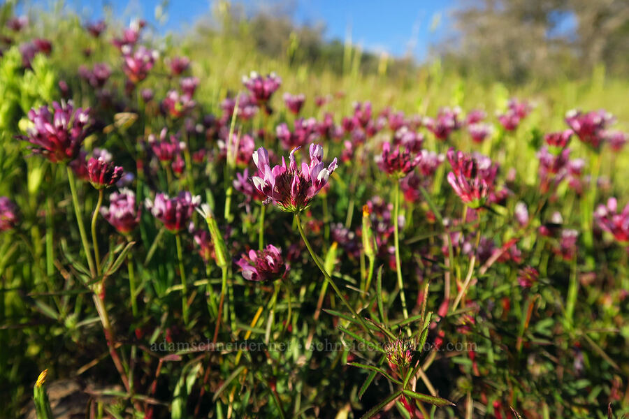 tomcat clover (Trifolium willdenovii) [Telephone Ridge, Eldorado National Forest, El Dorado County, California]