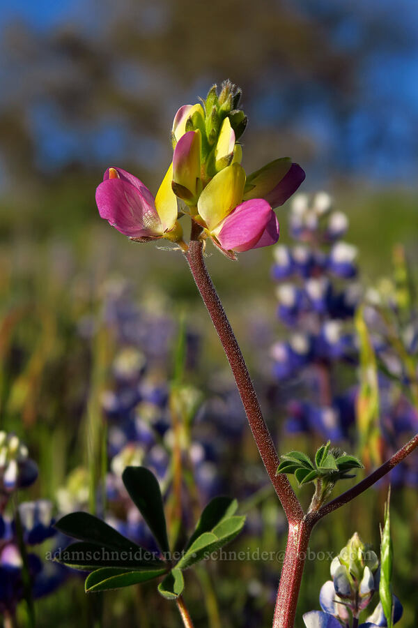 harlequin lupine (Lupinus stiversii) [Telephone Ridge, Eldorado National Forest, El Dorado County, California]