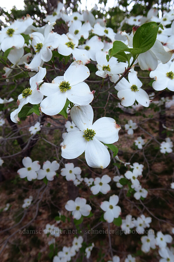 Pacific dogwood flowers (Cornus nuttallii) [Cleveland Corral, Eldorado National Forest, El Dorado County, California]