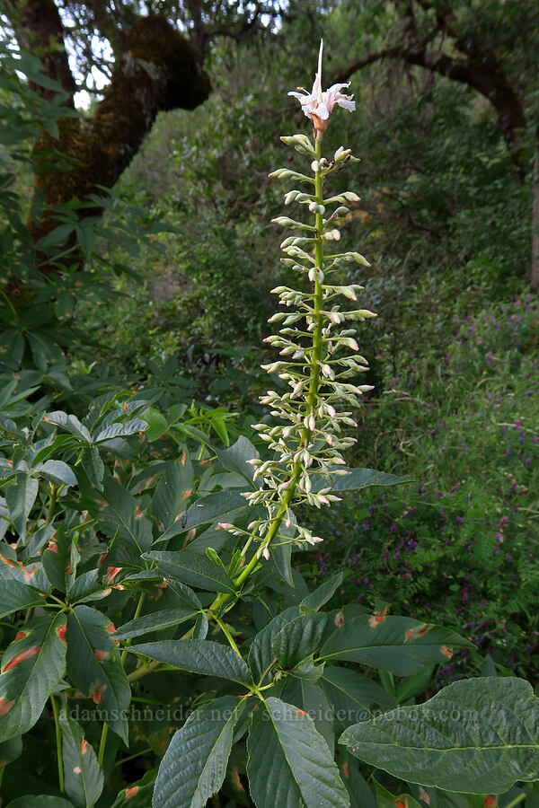 California buckeye, budding (Aesculus californica) [Rock Creek Road, El Dorado County, California]