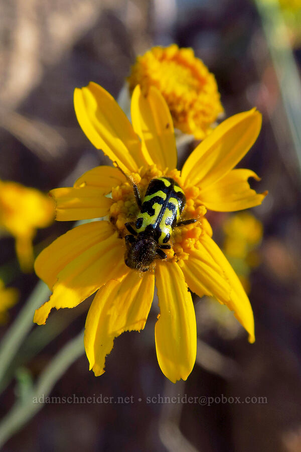 ornate checkered beetle on Oregon sunshine (Trichodes ornatus, Eriophyllum lanatum) [Rock Creek Road, El Dorado County, California]
