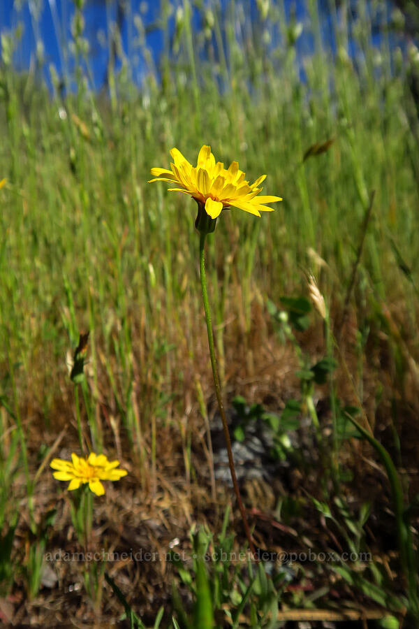 mountain dandelion (Agoseris heterophylla) [Traverse Creek Botanical Special Interest Area, Eldorado National Forest, El Dorado County, California]