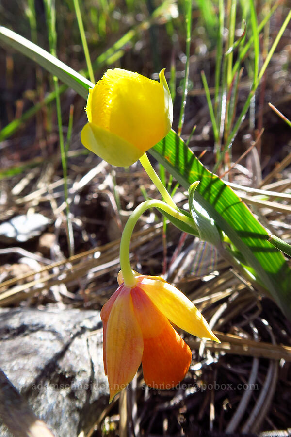 yellow star-tulip (Calochortus monophyllus) [Traverse Creek Botanical Special Interest Area, Eldorado National Forest, El Dorado County, California]