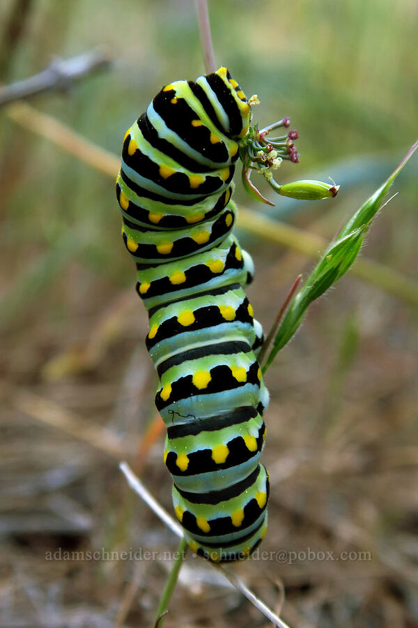 anise swallowtail butterfly caterpillar (Papilio zelicaon) [Traverse Creek Botanical Special Interest Area, Eldorado National Forest, El Dorado County, California]
