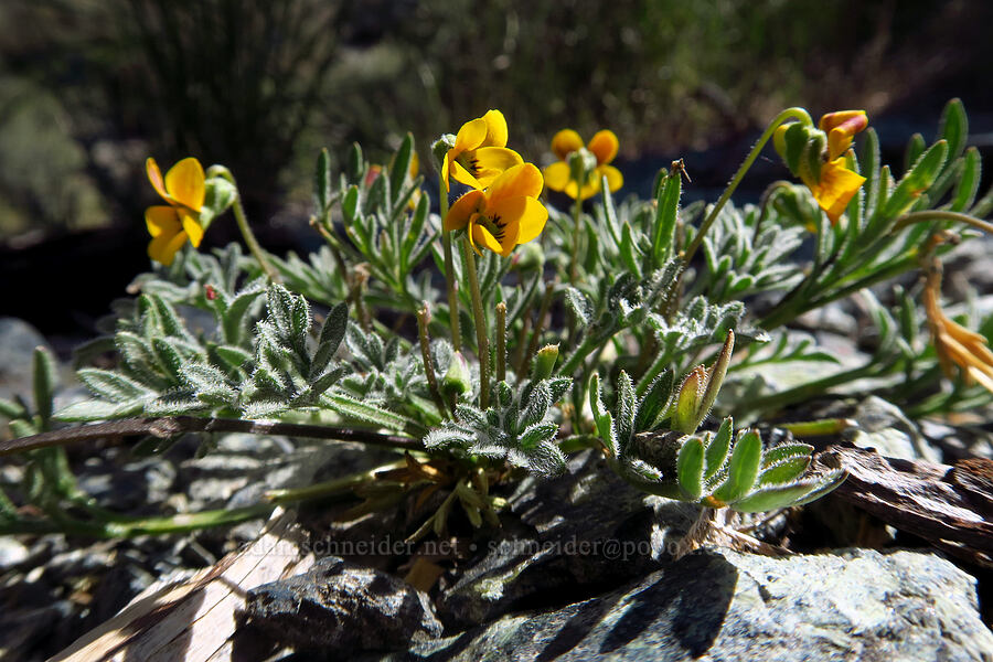 Douglas' violet (Viola douglasii) [Traverse Creek Botanical Special Interest Area, Eldorado National Forest, El Dorado County, California]