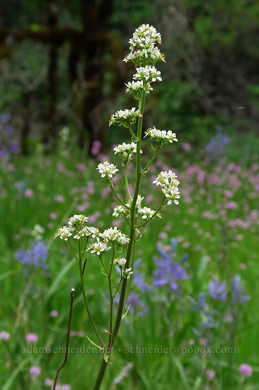Oregon saxifrage (Micranthes oregana (Saxifraga oregana)) [Lacamas Park, Camas, Clark County, Washington]