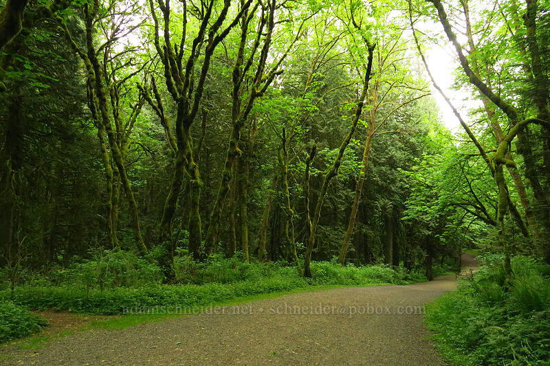 mossy trees [Lacamas Park, Camas, Clark County, Washington]