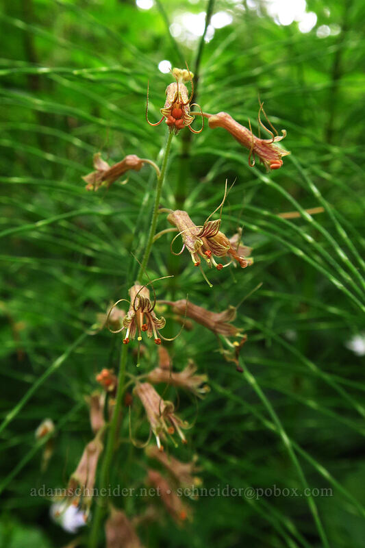 piggyback plant (Tolmiea menziesii (Tiarella menziesii)) [Lacamas Park, Camas, Clark County, Washington]
