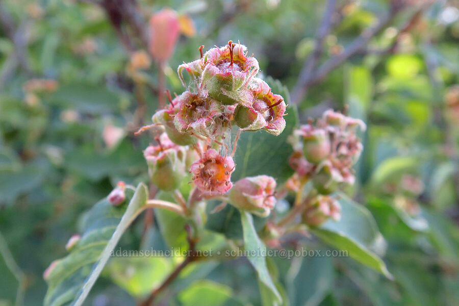 serviceberries (Amelanchier alnifolia) [Surveyor's Ridge Trail, Mt. Hood National Forest, Hood River County, Oregon]