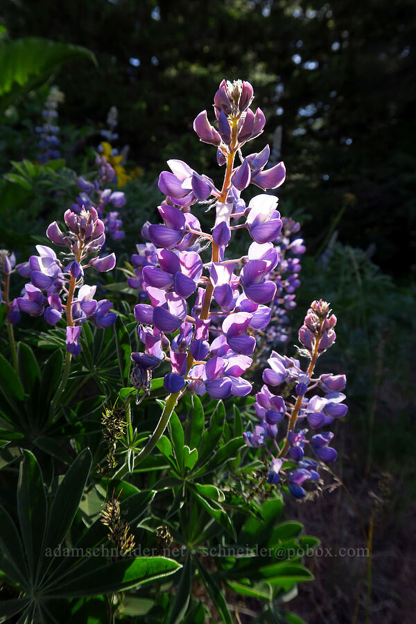 lupines (Lupinus sp.) [Surveyor's Ridge Trail, Mt. Hood National Forest, Hood River County, Oregon]