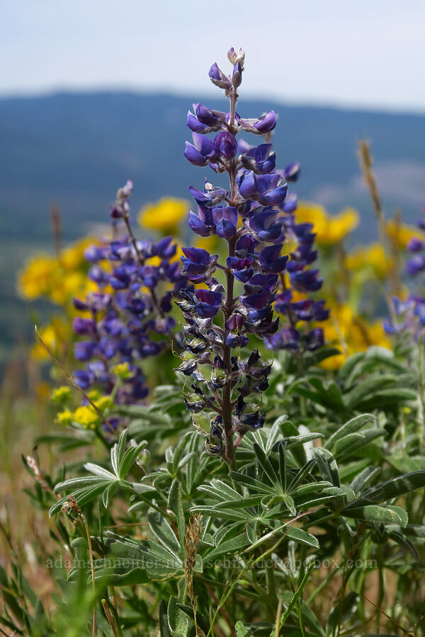 spurred lupines (Lupinus arbustus) [Bald Butte, Mt. Hood National Forest, Hood River County, Oregon]