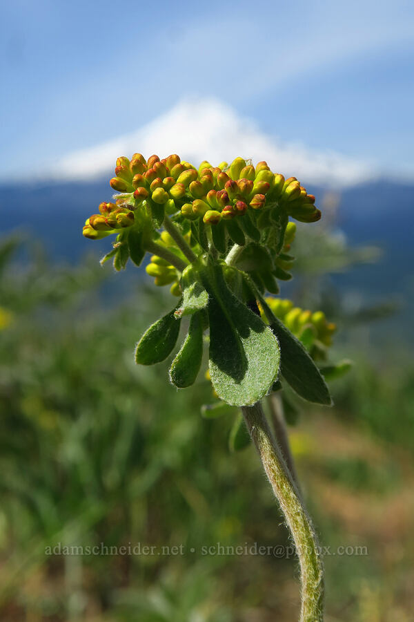 sulphur-flower buckwheat (Eriogonum umbellatum var. sandbergii) [Bald Butte, Mt. Hood National Forest, Hood River County, Oregon]