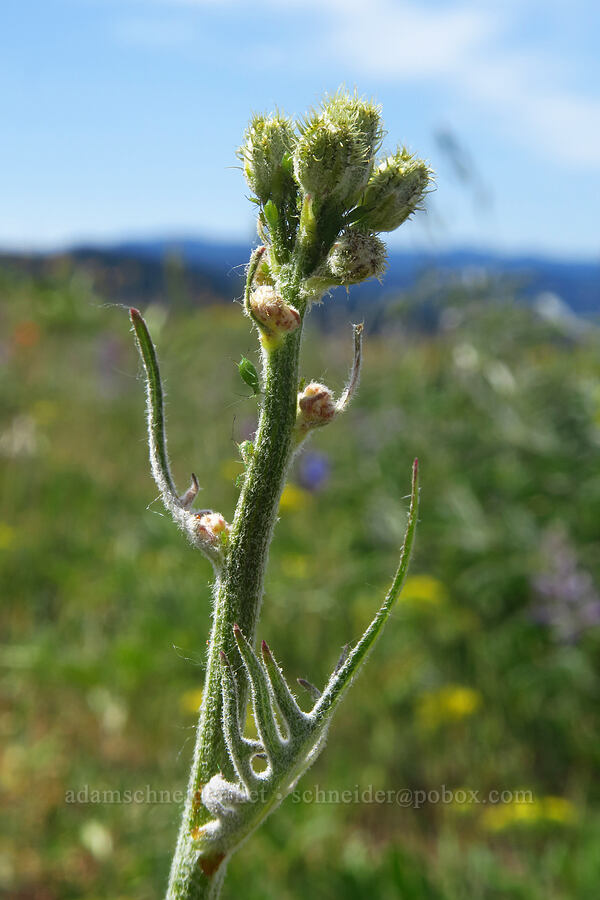 slender hawksbeard, budding (Crepis atribarba) [Bald Butte, Mt. Hood National Forest, Hood River County, Oregon]