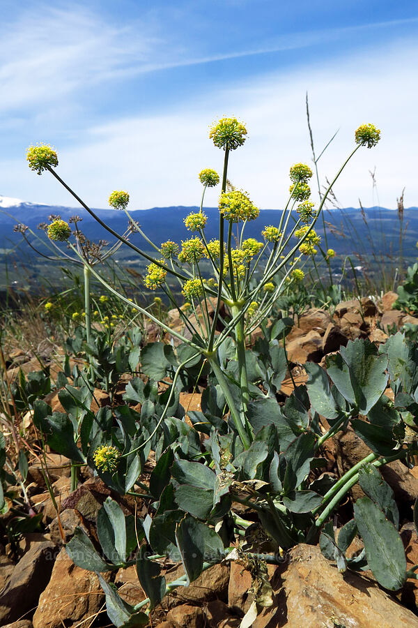 bare-stem desert parsley (Lomatium nudicaule) [Surveyor's Ridge Trail, Mt. Hood National Forest, Hood River County, Oregon]