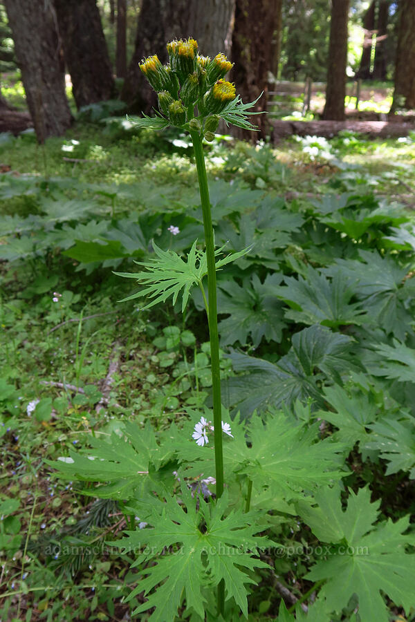 silver-crown luina (Cacaliopsis nardosmia (Cacalia nardosmia)) [Long Prairie, Mt. Hood National Forest, Hood River County, Oregon]