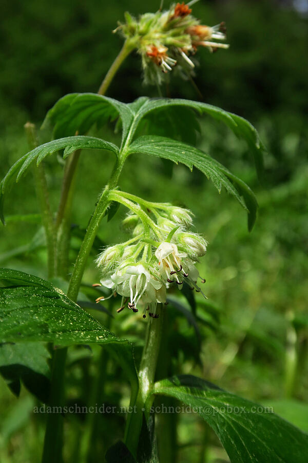 Fendler's waterleaf (Hydrophyllum fendleri var. albifrons (Hydrophyllum albifrons)) [Long Prairie, Mt. Hood National Forest, Hood River County, Oregon]