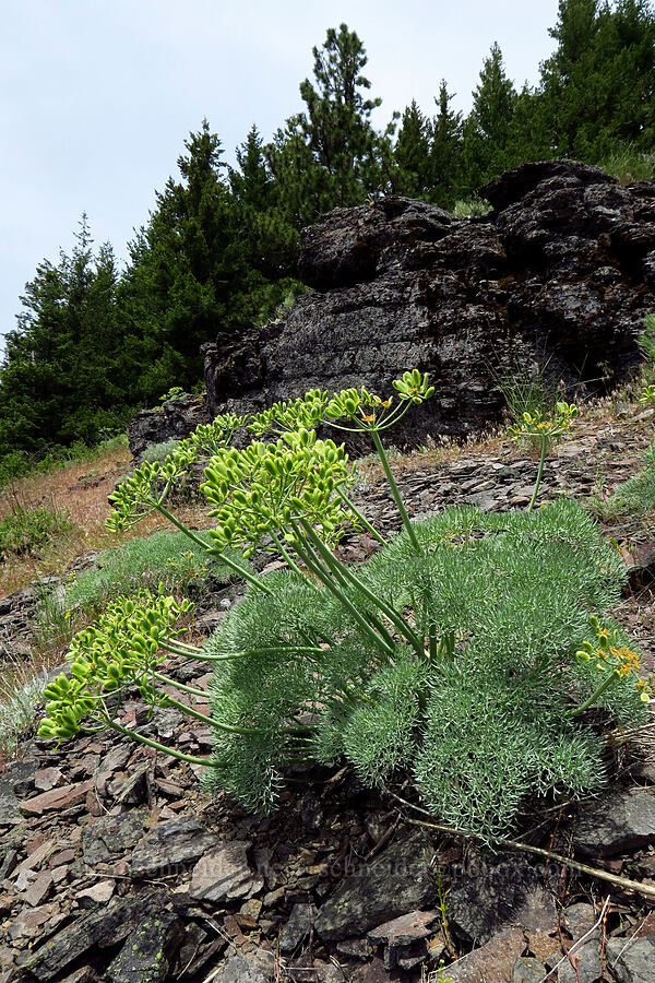 Columbia desert parsley, gone to seed (Lomatium columbianum) [Surveyor's Ridge Trail, Mt. Hood National Forest, Hood River County, Oregon]