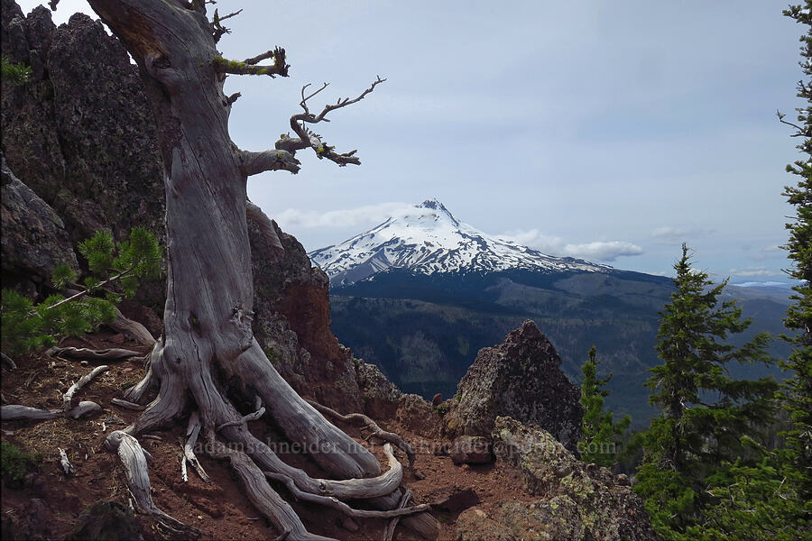 Mount Hood [High Prairie Trail, Mt. Hood National Forest, Hood River County, Oregon]