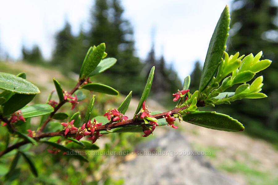 Oregon box-leaf (boxwood) (Paxistima myrsinites) [Lookout Mountain, Mt. Hood National Forest, Hood River County, Oregon]