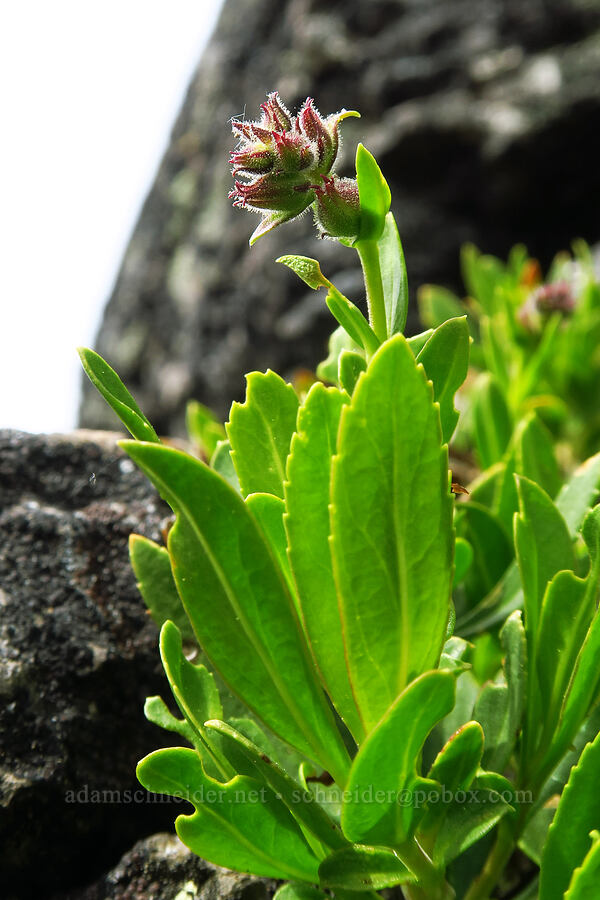 shrubby penstemon, budding (Penstemon fruticosus) [Lookout Mountain, Mt. Hood National Forest, Hood River County, Oregon]