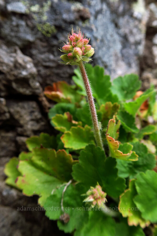 alpine alumroot (Heuchera cylindrica var. alpina) [Lookout Mountain, Mt. Hood National Forest, Oregon]