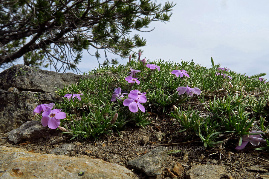 spreading phlox (Phlox diffusa) [Lookout Mountain, Mt. Hood National Forest, Hood River County, Oregon]