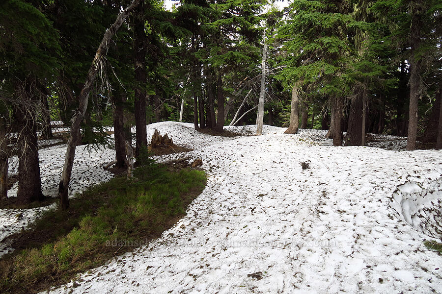 snow on the trail [High Prairie Trail, Mt. Hood National Forest, Hood River County, Oregon]