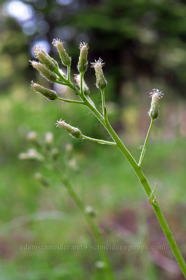 racemose pussy-toes, budding (Antennaria racemosa) [Forest Road 1720, Mt. Hood National Forest, Wasco County, Oregon]