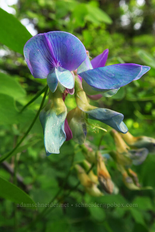 blue pea-vine flowers (Lathyrus nevadensis) [Forest Road 1720, Mt. Hood National Forest, Wasco County, Oregon]
