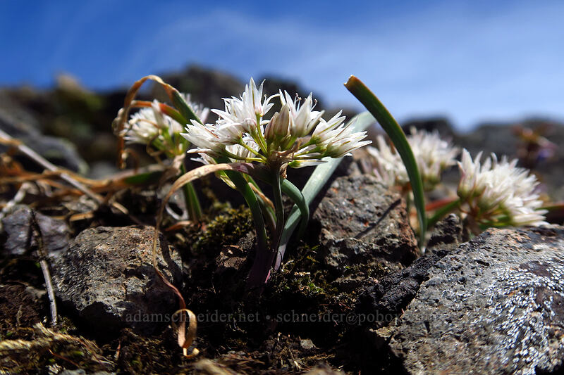 scalloped onion flowers (Allium crenulatum) [Dome Rock, Willamette National Forest, Marion County, Oregon]