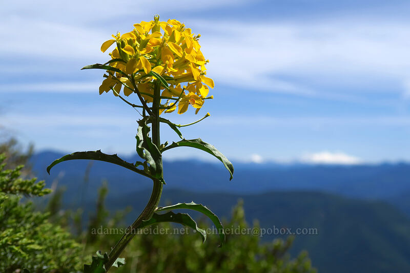 wallflower (Erysimum capitatum) [Dome Rock, Willamette National Forest, Marion County, Oregon]