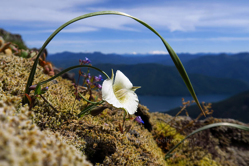 subalpine mariposa lily (Calochortus subalpinus) [Dome Rock, Willamette National Forest, Marion County, Oregon]
