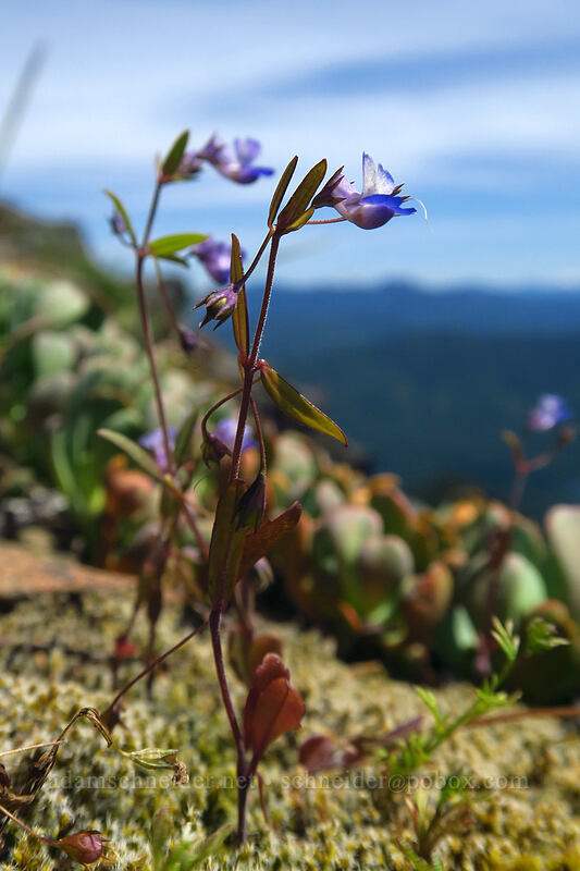 small-flowered blue-eyed-Mary (Collinsia parviflora) [Dome Rock, Willamette National Forest, Marion County, Oregon]
