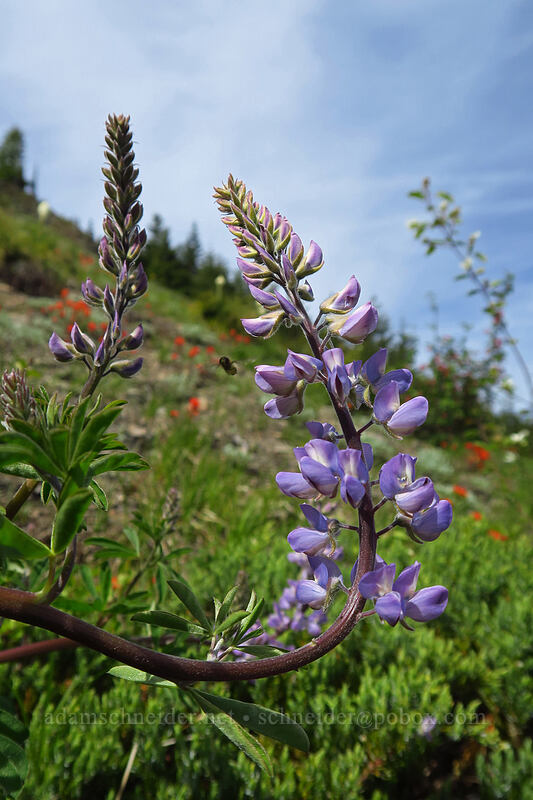 lupine (Lupinus sp.) [Sardine Mountain, Willamette National Forest, Marion County, Oregon]