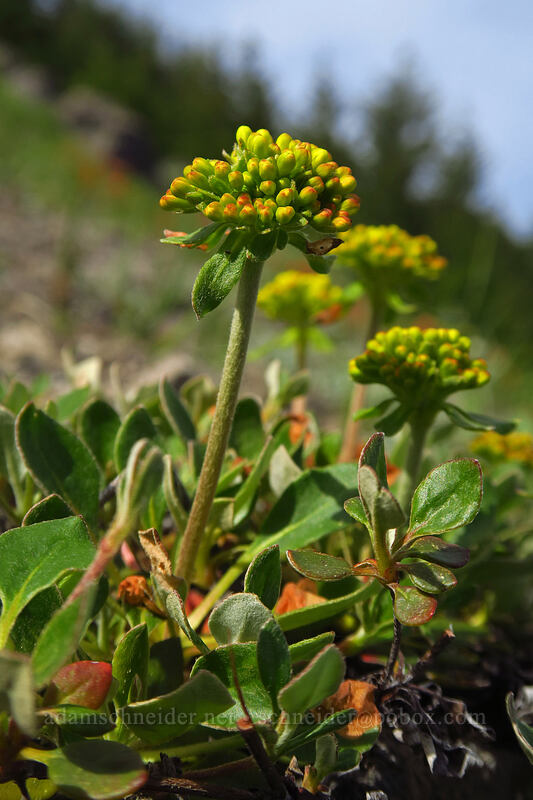 sulphur-flower buckwheat, budding (Eriogonum umbellatum var. haussknechtii (Eriogonum haussknechtii)) [Sardine Mountain, Willamette National Forest, Marion County, Oregon]