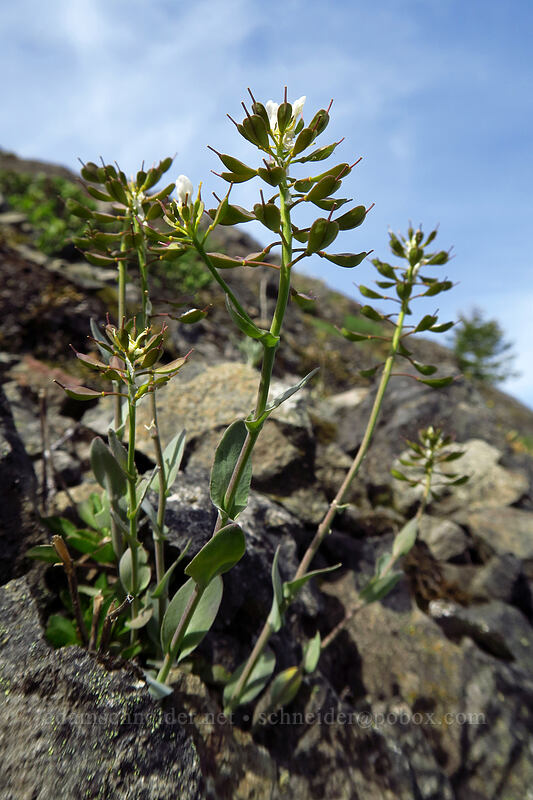 alpine penny-cress (Noccaea fendleri ssp. glauca (Thlaspi fendleri var. glaucum)) [Sardine Mountain, Willamette National Forest, Marion County, Oregon]